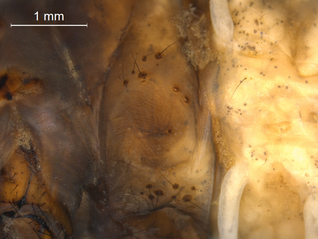 Stenophylax permistus